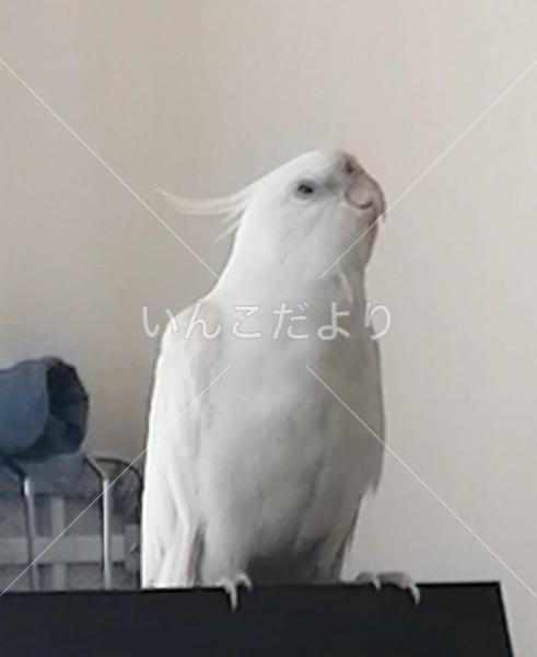 迷い鳥の写真