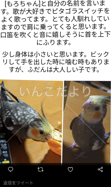 迷い鳥の写真