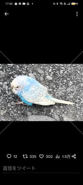 保護鳥の写真