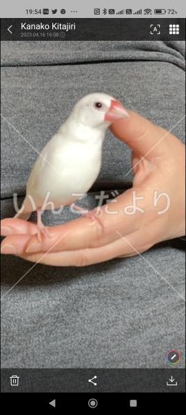 迷い鳥の写真