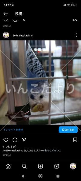 迷い鳥の写真