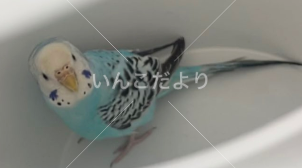 保護鳥の写真