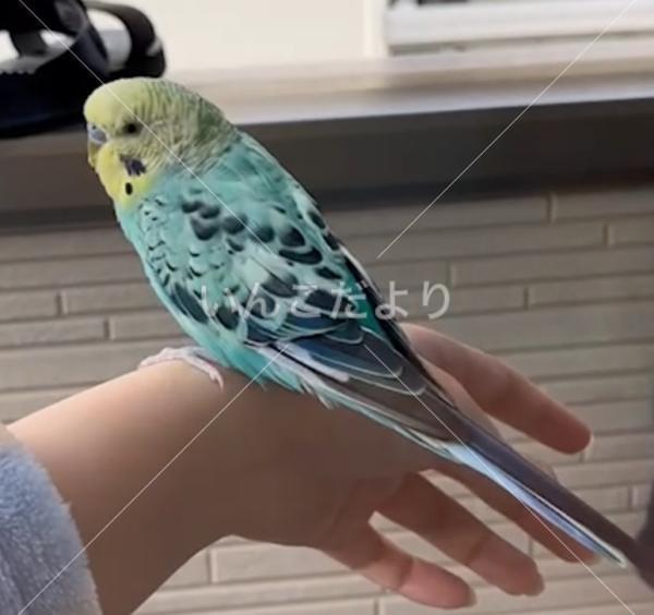 保護鳥の写真