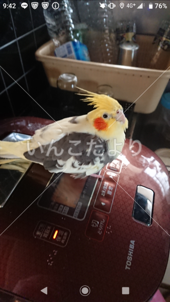 迷い鳥の写真