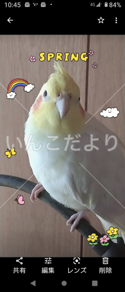 迷い鳥の写真