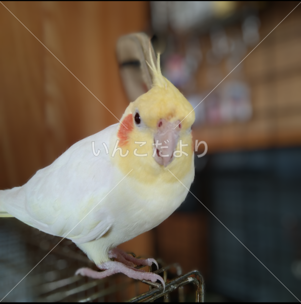 迷い鳥の写真