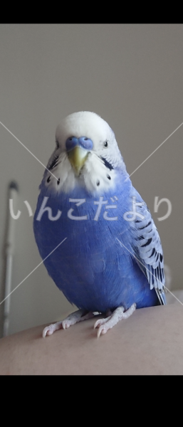迷い鳥の写真