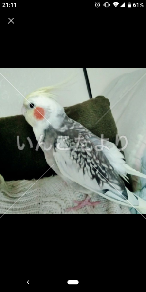 迷い鳥の写真