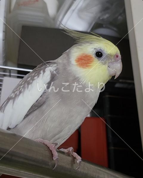 迷い鳥の写真