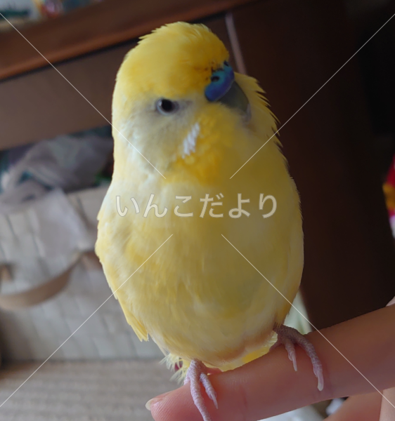 迷い鳥の写真