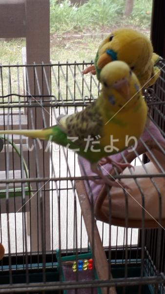 迷い鳥の写真