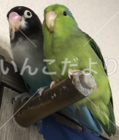 迷い鳥の写真