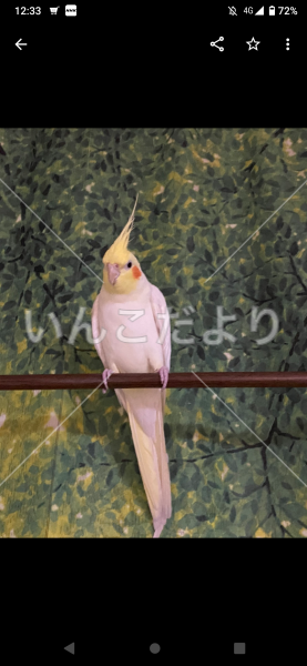 迷い鳥の写真