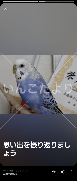 迷い鳥の写真