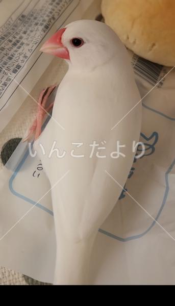 迷い鳥の写真