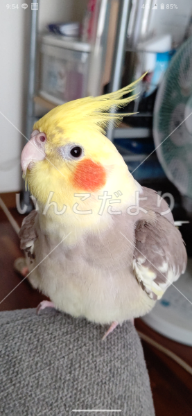 迷い鳥の写真