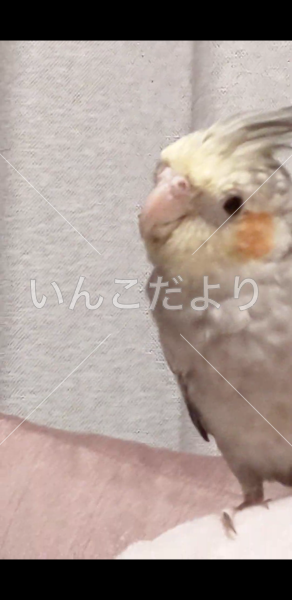 迷い鳥の写真