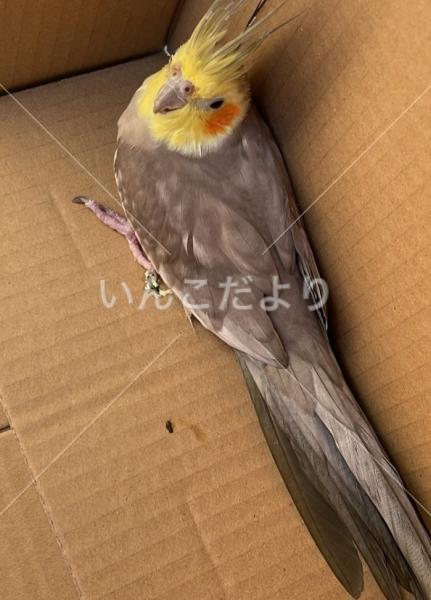 保護鳥の写真