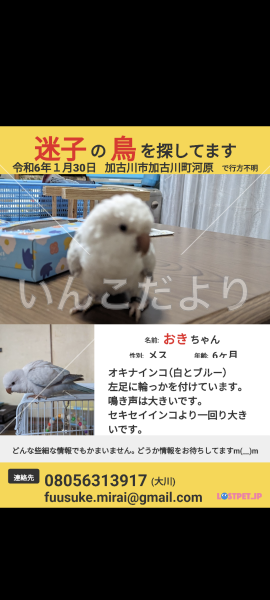 迷い鳥の写真