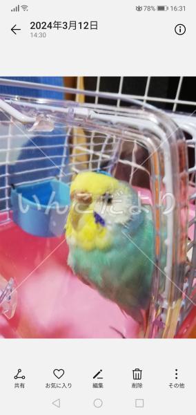 保護鳥の写真
