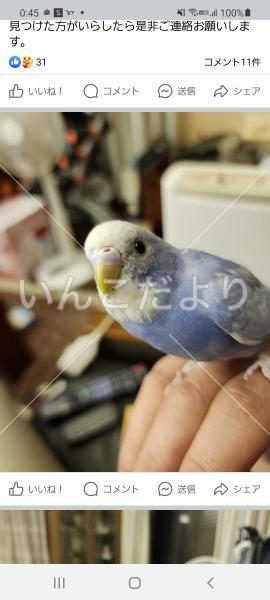 迷い鳥の写真