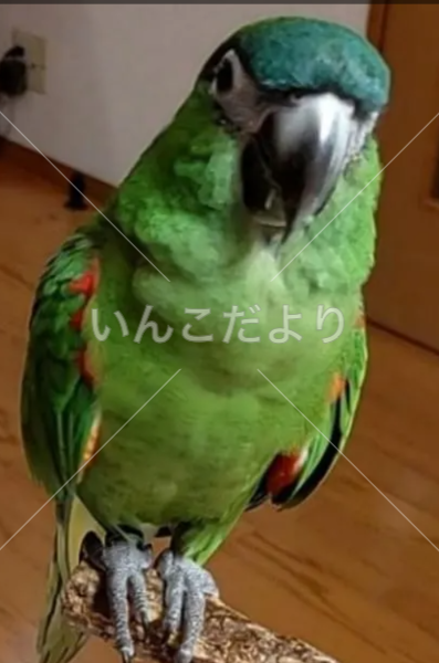 迷い鳥の写真