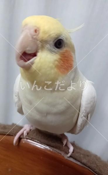 迷い鳥の写真