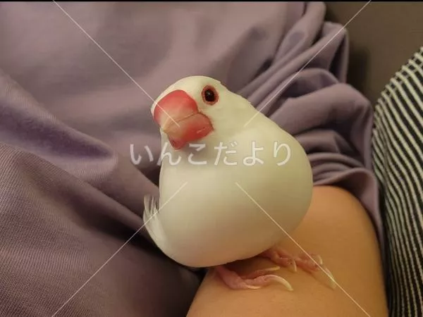迷い鳥の写真