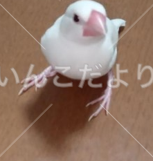 迷い鳥の写真
