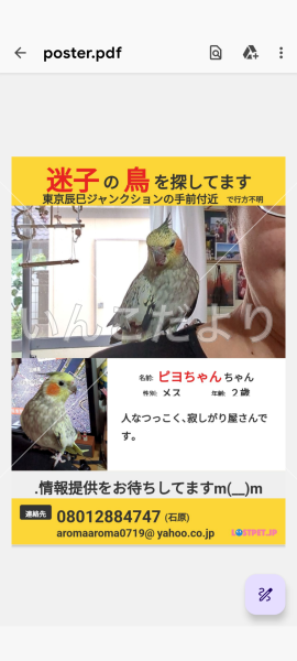 迷い鳥の写真