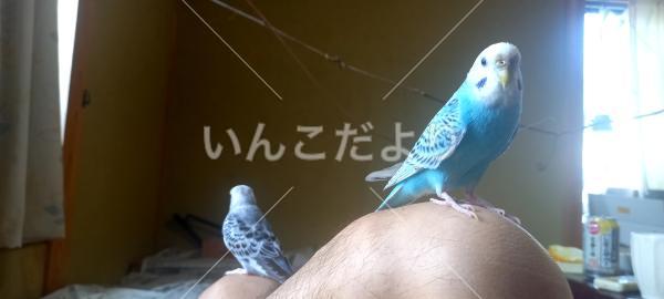 迷い鳥の写真