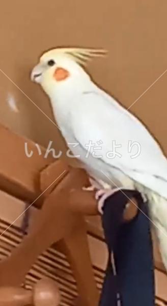 迷い鳥の写真