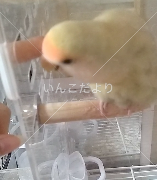 迷い鳥の写真