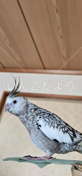 迷い鳥の写真