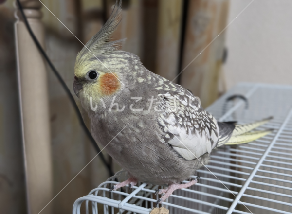 迷い鳥の写真