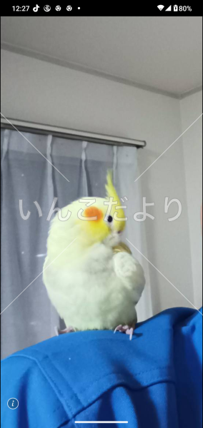 迷い鳥の写真