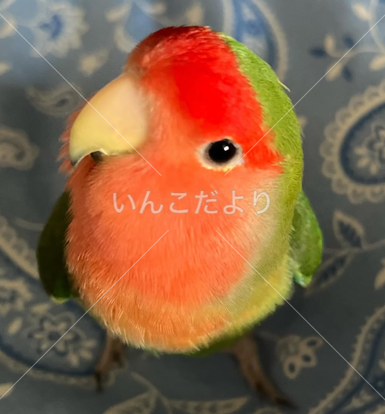 迷い鳥の写真
