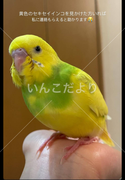迷い鳥の写真