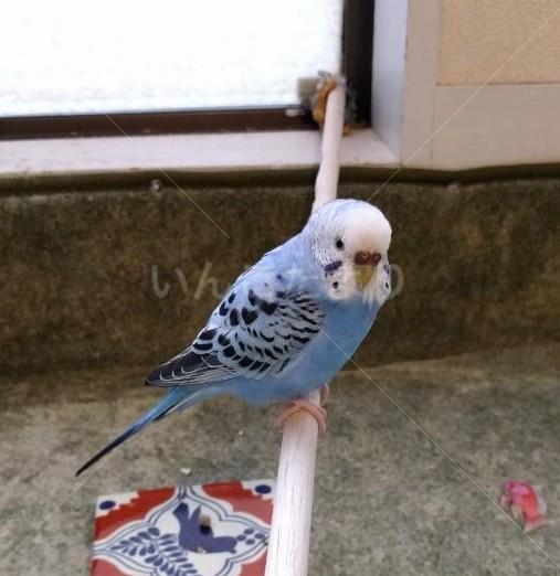 迷い鳥の写真