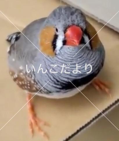 迷い鳥の写真