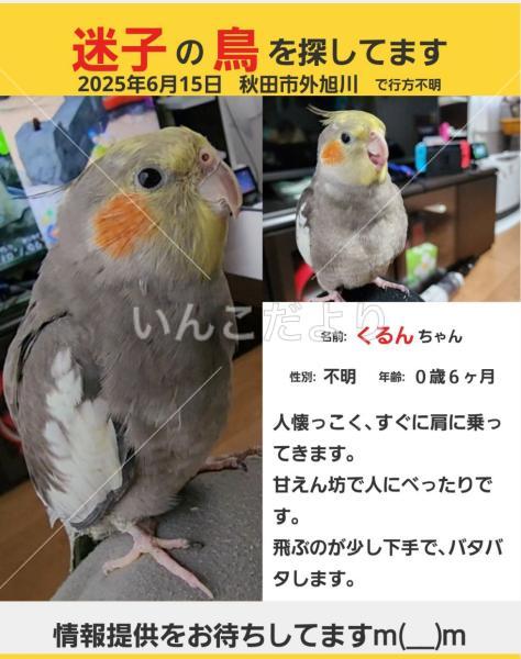 迷い鳥の写真