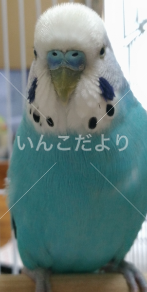 保護鳥の写真