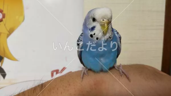 保護鳥の写真