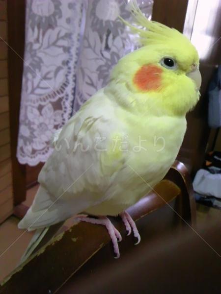 迷い鳥の写真