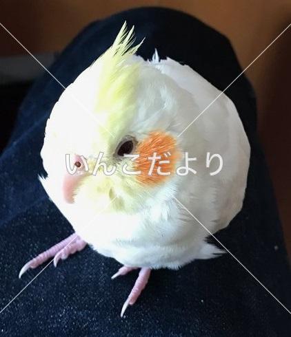 迷い鳥の写真
