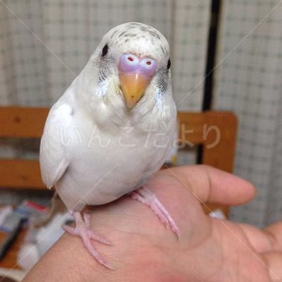 迷い鳥の写真