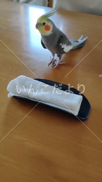 迷い鳥の写真