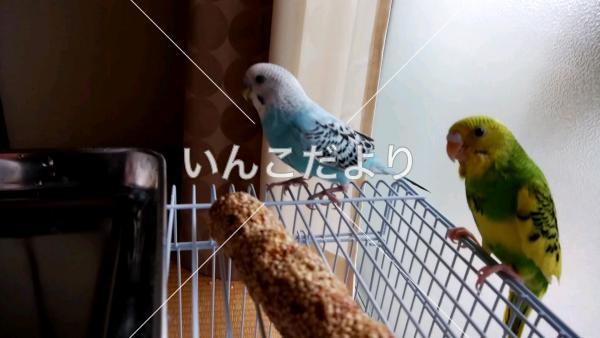 迷い鳥の写真