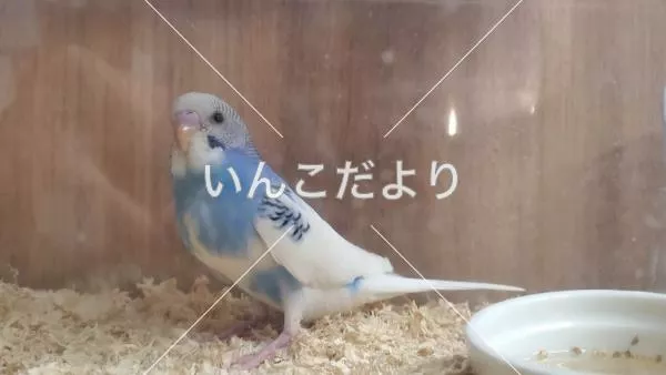 保護鳥の写真