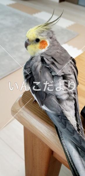 迷い鳥の写真